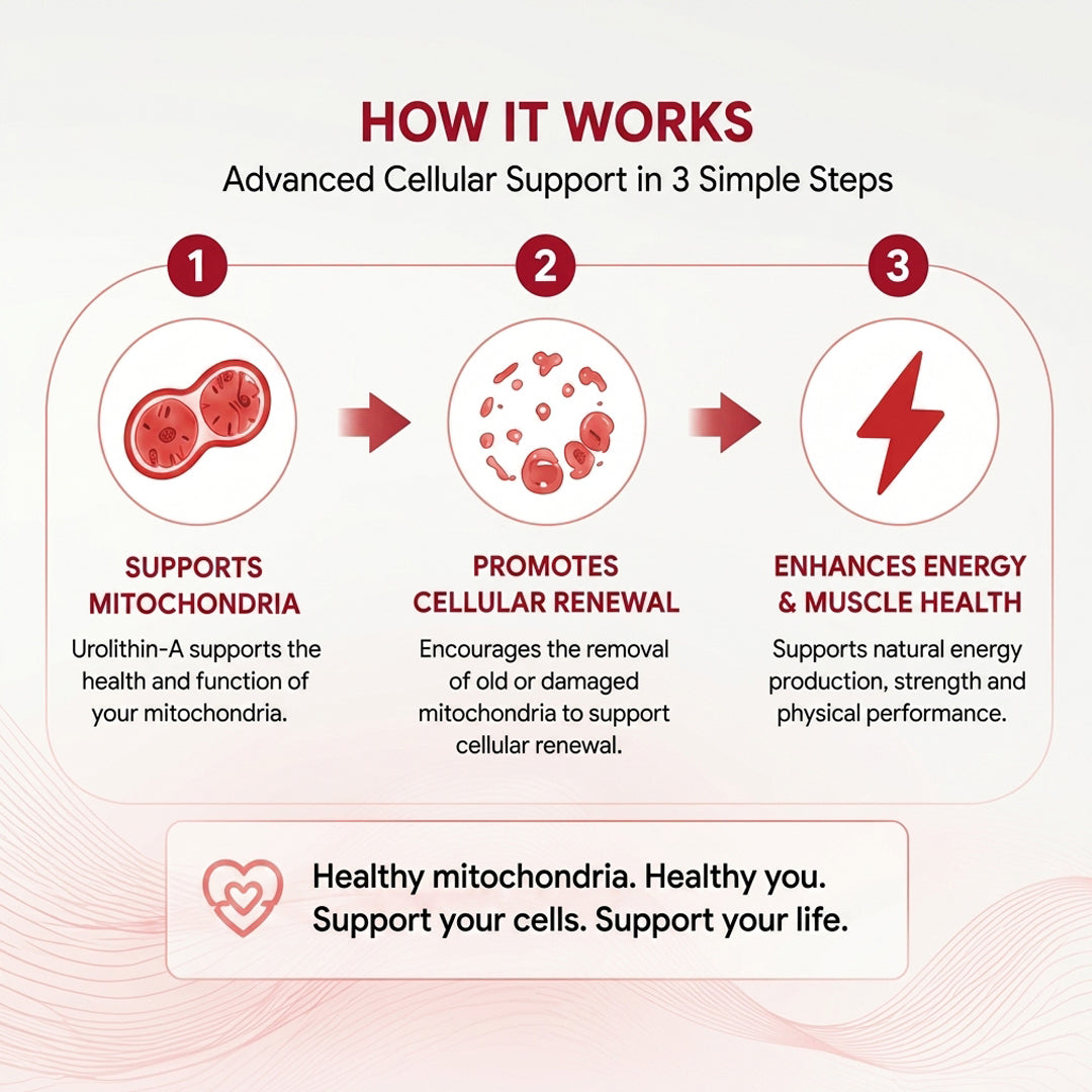 How It Works Urolithin A 100mg softgels